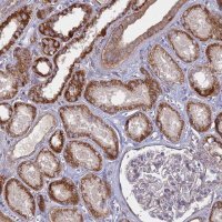 Anti-COX11 antibody produced in rabbit 