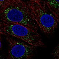 Anti-COX16 antibody produced in rabbit