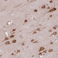 Anti-COX18 antibody produced in rabbit 