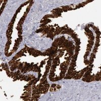 Anti-COX2 antibody produced in rabbit 