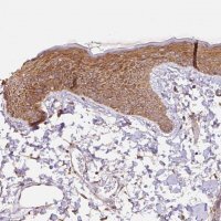 Anti-COX8A antibody produced in rabbit 