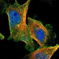 Anti-CPA4 antibody produced in rabbit 