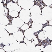 Anti-CPNE2 antibody produced in rabbit 