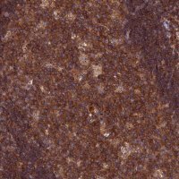 Anti-CPNE7 antibody produced in rabbit 