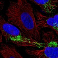Anti-CPOX antibody produced in rabbit 
