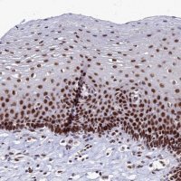 Anti-CPSF7 antibody produced in rabbit HPA041094-100UL