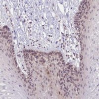 Anti-CRAMP1 antibody produced in rabbit 