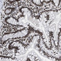Anti-CREB1 antibody produced in rabbit