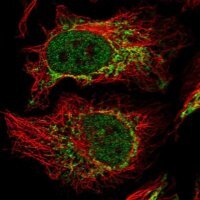 Anti-CREBZF antibody produced in rabbit 