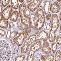 Anti-CRLF1 antibody produced in rabbit HPA041793-100UL