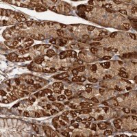 Anti-CSAD antibody produced in rabbit 