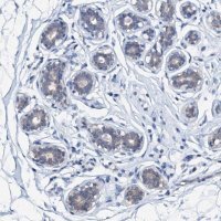 Anti-CSN2 antibody produced in rabbit 