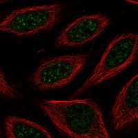 Anti-CSRNP2 antibody produced in rabbit 
