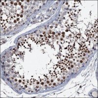 Anti-CSTF2T antibody produced in rabbit HPA039216-100UL