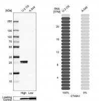 Anti-CT45A1 antibody produced in rabbit HPA046872-100UL