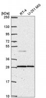Anti-CTSC antibody produced in rabbit 