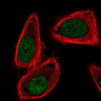 Anti-CUL2 antibody produced in rabbit
