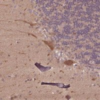 Anti-CUTA antibody produced in rabbit 