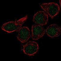 Anti-CX3CR1 antibody produced in rabbit 
