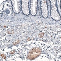 Anti-CXCL8 antibody produced in rabbit 