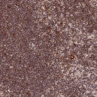Anti-CXXC1 antibody produced in rabbit 
