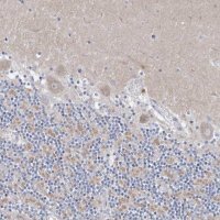 Anti-CXXC4 antibody produced in rabbit 
