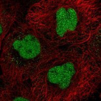 Anti-CXXC5 antibody produced in rabbit 