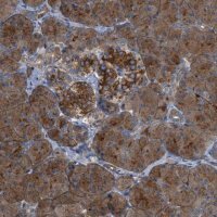 Anti-CYB5D1 antibody produced in rabbit