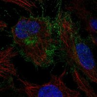 Anti-CYFIP2 antibody produced in rabbit 