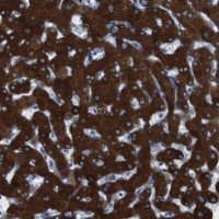 Anti-CYP2C9 antibody produced in rabbit 