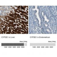 Anti-CYP2E1 antibody produced in rabbit 