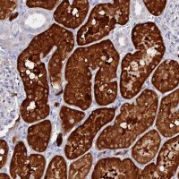 Anti-DACT3 antibody produced in rabbit 