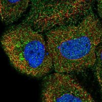 Anti-DAGLB antibody produced in rabbit 