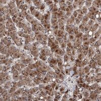 Anti-DAO antibody produced in rabbit 