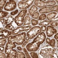 Anti-DCAF8 antibody produced in rabbit 