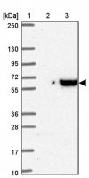 Anti-DCBLD1 antibody produced in rabbit