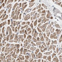 Anti-DCBLD2 antibody produced in rabbit