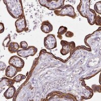 Anti-DCTN4 antibody produced in rabbit 