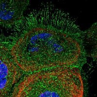Anti-DCUN1D2 antibody produced in rabbit 