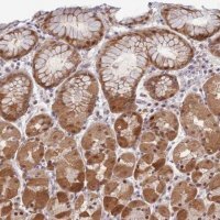 Anti-DEAF1 antibody produced in rabbit HPA030302-100UL