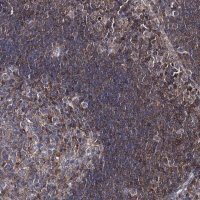 Anti-DEF6 antibody produced in rabbit 
