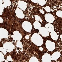 Anti-DEFA1 antibody produced in rabbit 