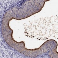 Anti-DEFB129 antibody produced in rabbit 