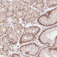 Anti-DEK antibody produced in rabbit 