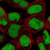 Anti-DEK antibody produced in rabbit 