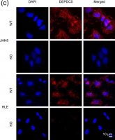 Anti-DEPDC5 antibody produced in rabbit 