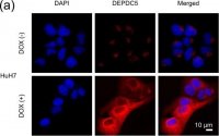 Anti-DEPDC5 antibody produced in rabbit 