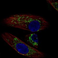 Anti-DEPTOR antibody produced in rabbit