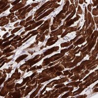 Anti-DHFR2 antibody produced in rabbit 