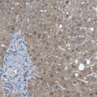 Anti-DHODH antibody produced in rabbit